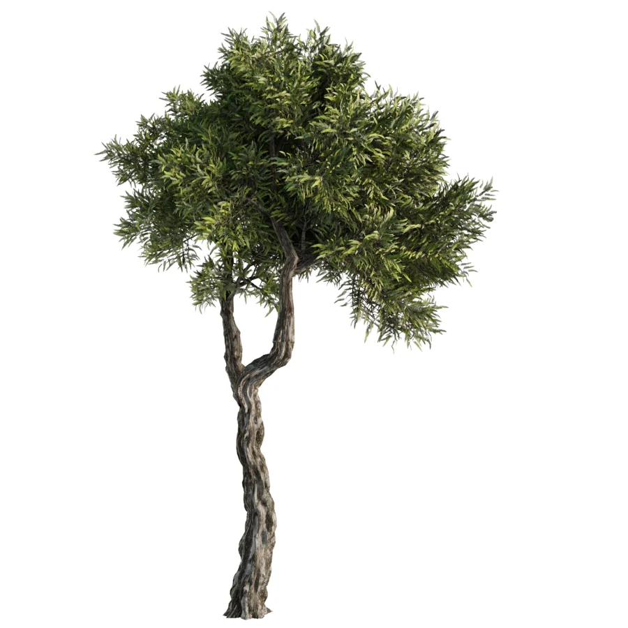 Tree Set41 - Image 4