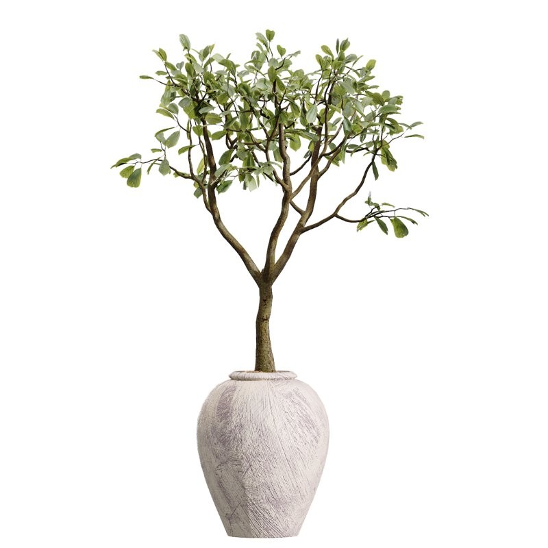 AV Indoor Plants Set 432 Calathea Dragon Palm Ficus Olive - Image 3