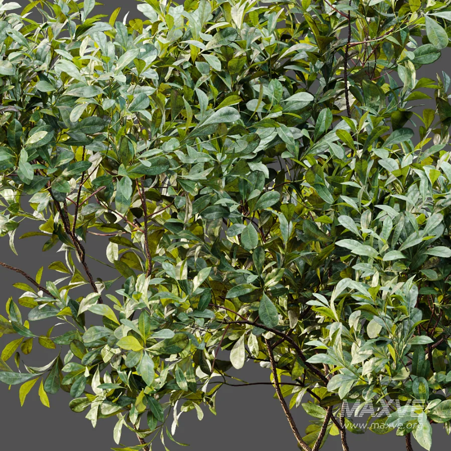 AV Plant Bush Bilberry Vaccinium Myrtillus - Image 10