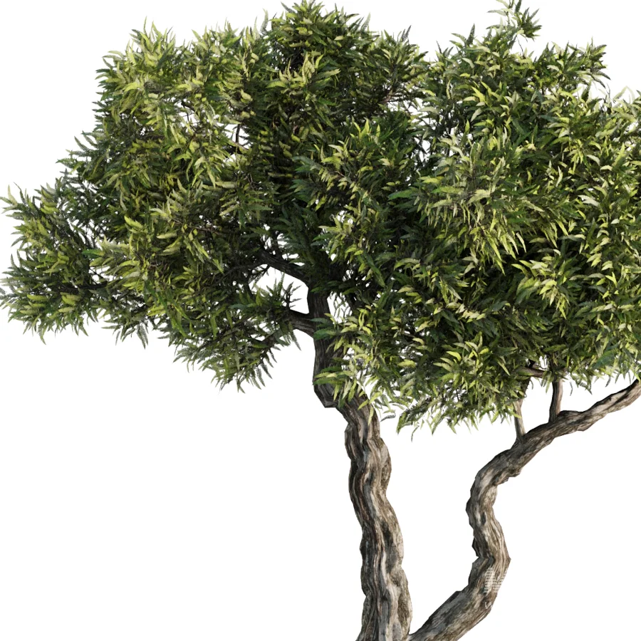 Tree Set42 - Image 2