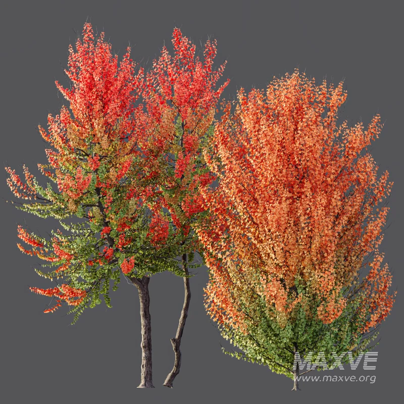 AV Acer X freemanii Freeman Maple Sapindaceae - Image 4