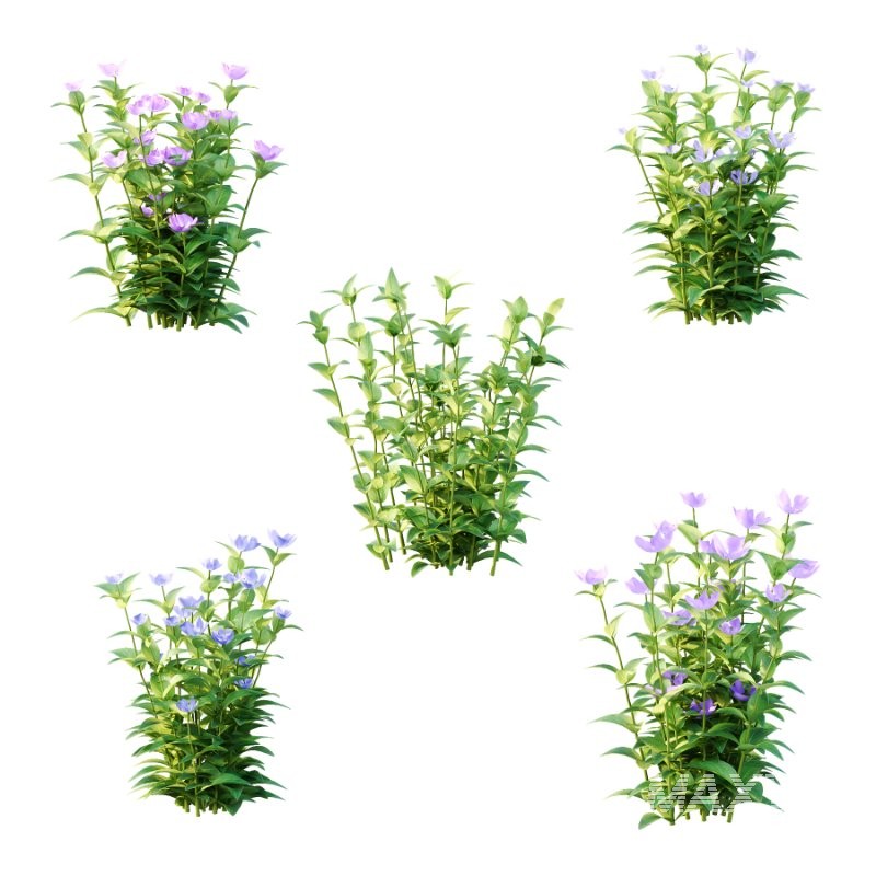 Vinca Minor Plant 01 - Image 1