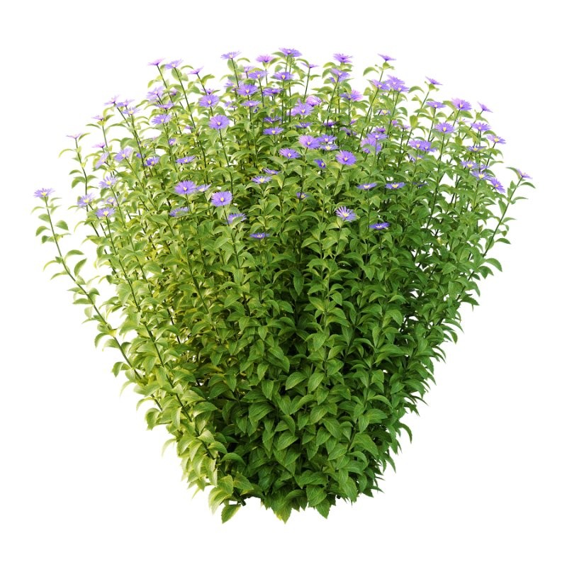 Aster tataricus tatarian aster Plants 01 - Image 2