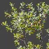 AV Plant Bush Bilberry Vaccinium Myrtillus Fruit - Thumbnail 2