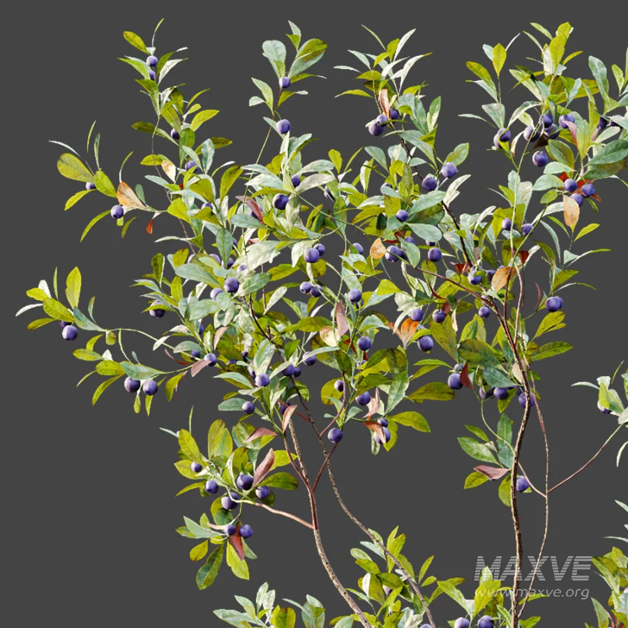 AV Plant Bush Bilberry Vaccinium Myrtillus Fruit - Image 2