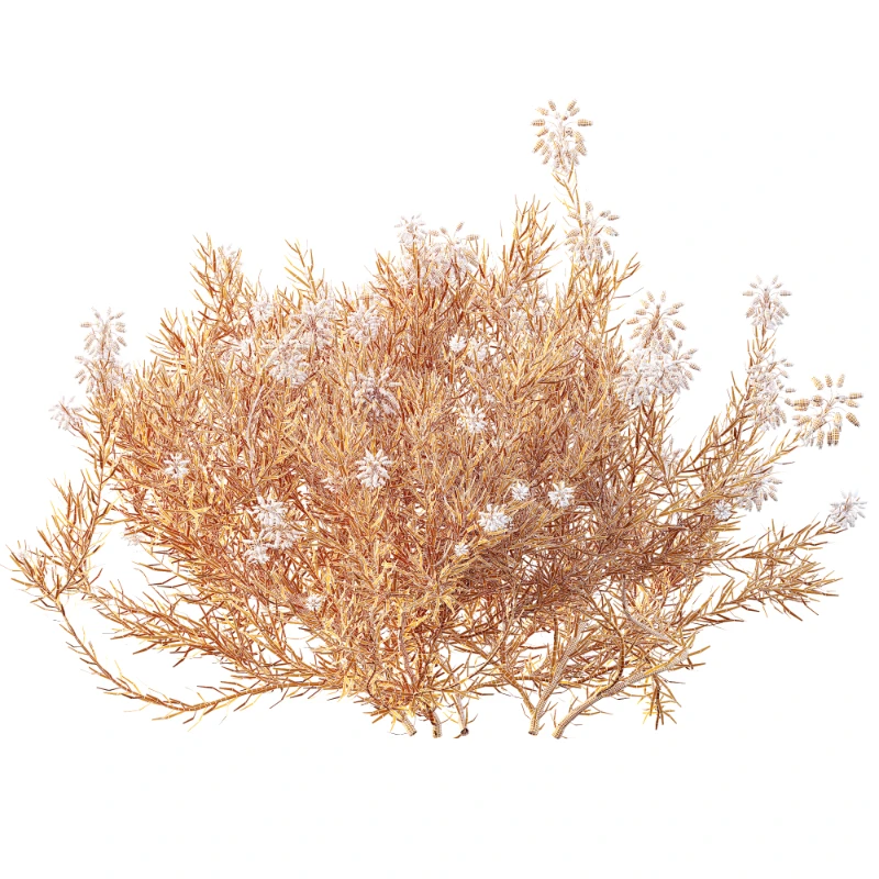 AV Nerium Oleander Laurier Kaner Rose Pink and Wild Erica Multiflora Bruyere Fiche - Image 11