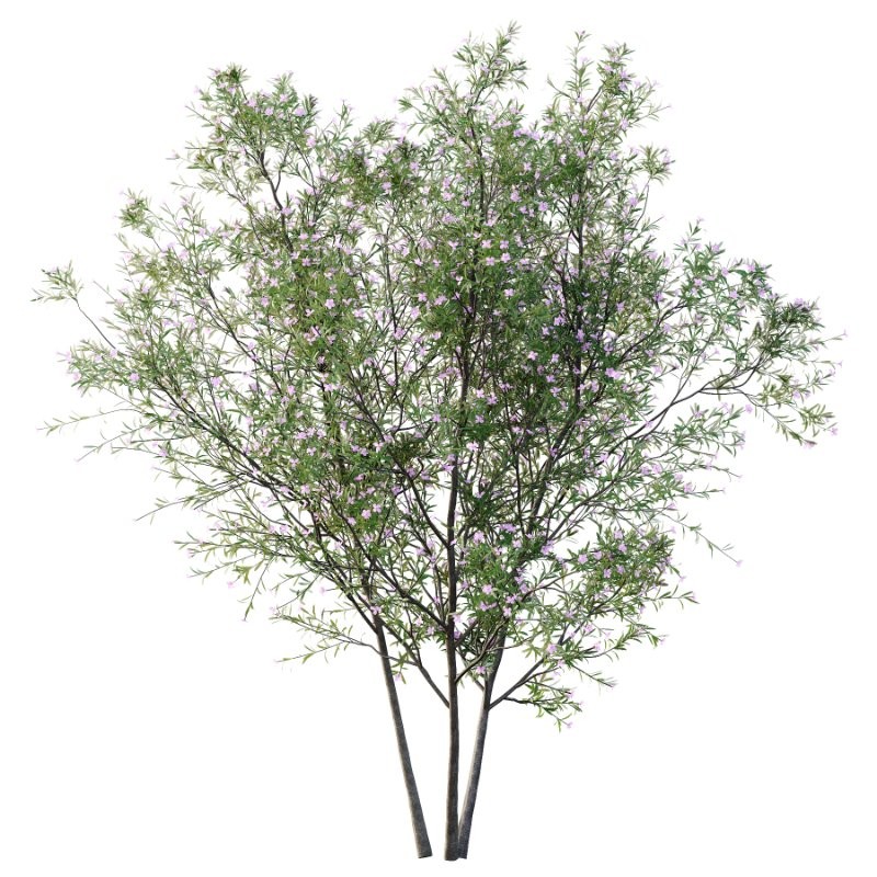 nerium oleander pink tree 01 - Image 2