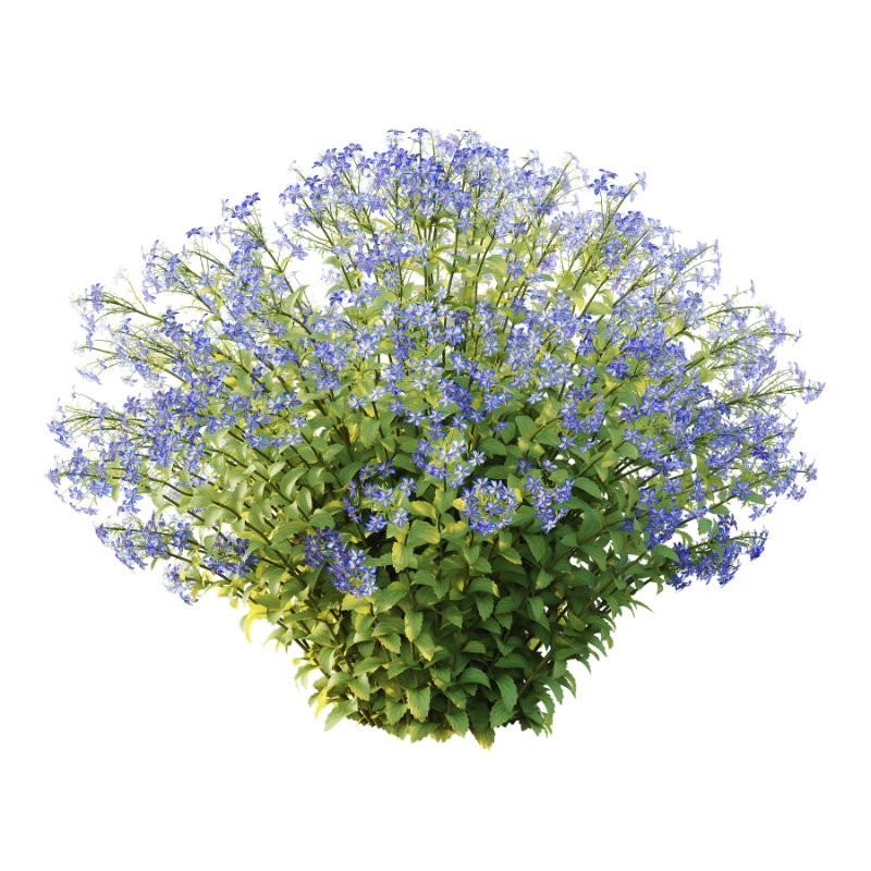 Borago officinalis Plants 03 - Image 1