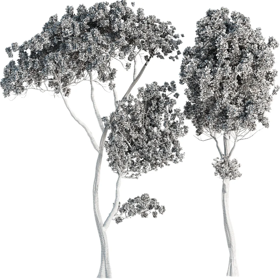 Tree set45 - Image 3