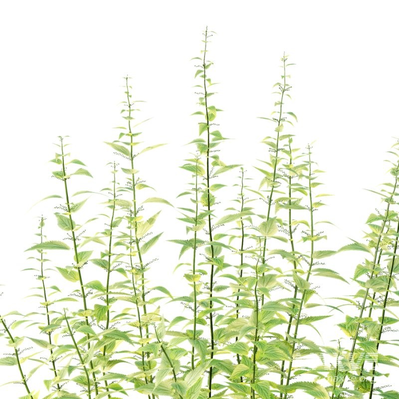 Common Nettle Urtica dioica Plant 01 - Image 2