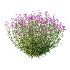 Verbena Bonariensis Plant 03 - Thumbnail 1