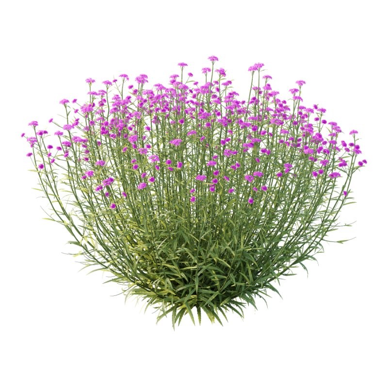 Verbena Bonariensis Plant 03 - Image 1