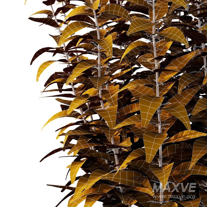 Common Nettle Urtica dioica Plant 01 - Image 4