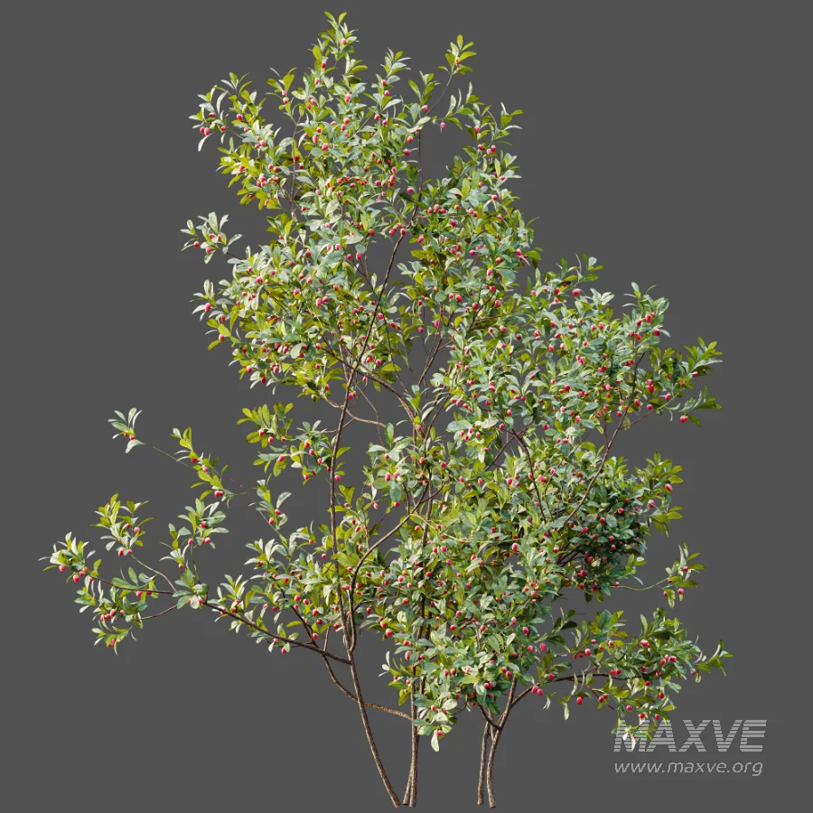 AV Plant Bush Bilberry Vaccinium Myrtillus Flower - Image 7
