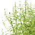 Common Nettle Urtica dioica Plant 04 - Thumbnail 3