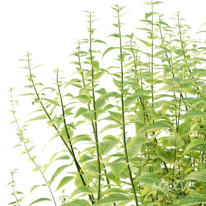 Common Nettle Urtica dioica Plant 04 - Image 3