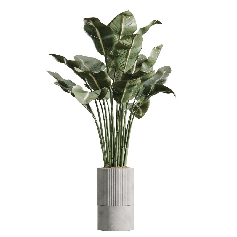 AV Indoor Plants Set 431 Ficus Olive Banana ParadiseBird - Image 2
