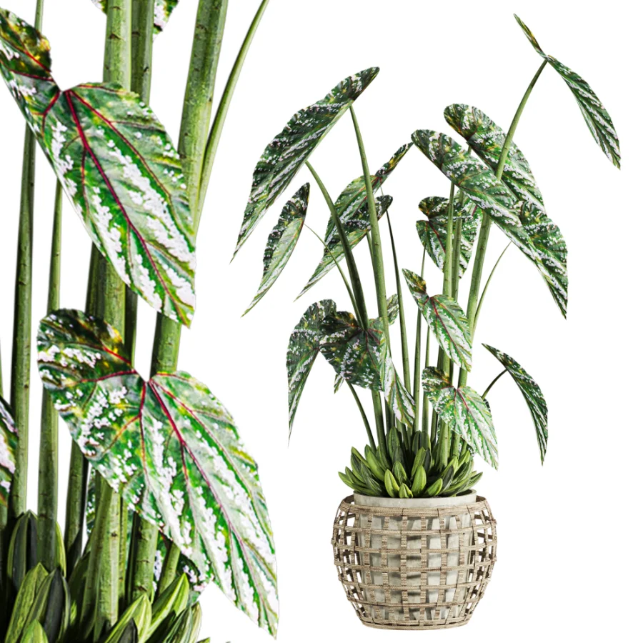 potted plant - Image 5