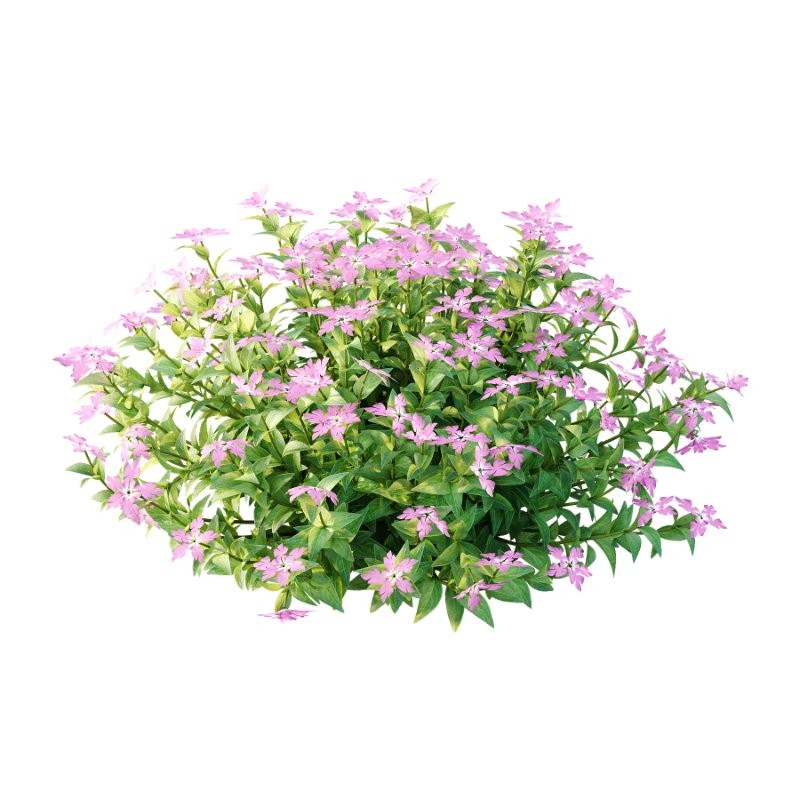 Vinca Minor Plant 02 - Image 4