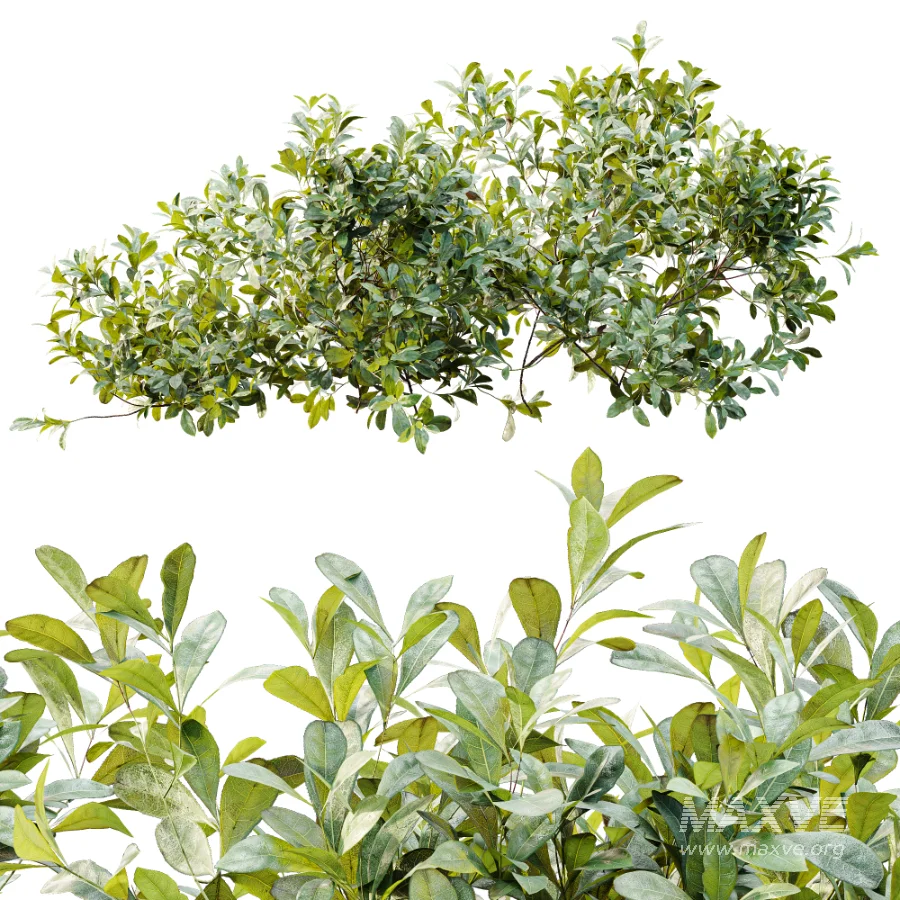 AV Plant Bush Bilberry Vaccinium Myrtillus - Image 8