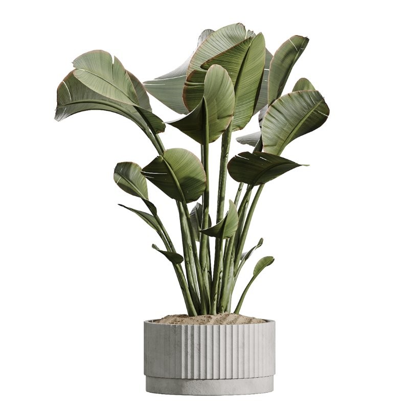 AV Indoor Plants Set 431 Ficus Olive Banana ParadiseBird - Image 4
