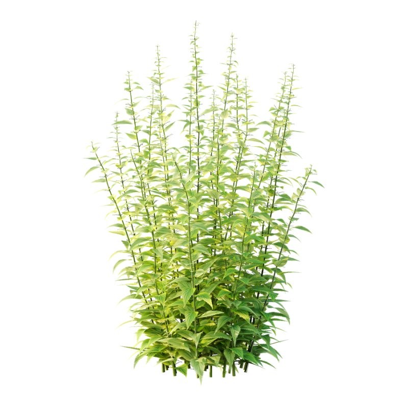 Common Nettle Urtica dioica Plant 01 - Image 1