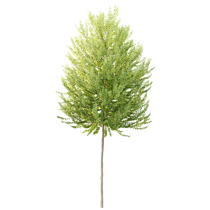 AV Acer X freemanii Freeman Maple Sapindaceae Autumn Blaze - Image 1