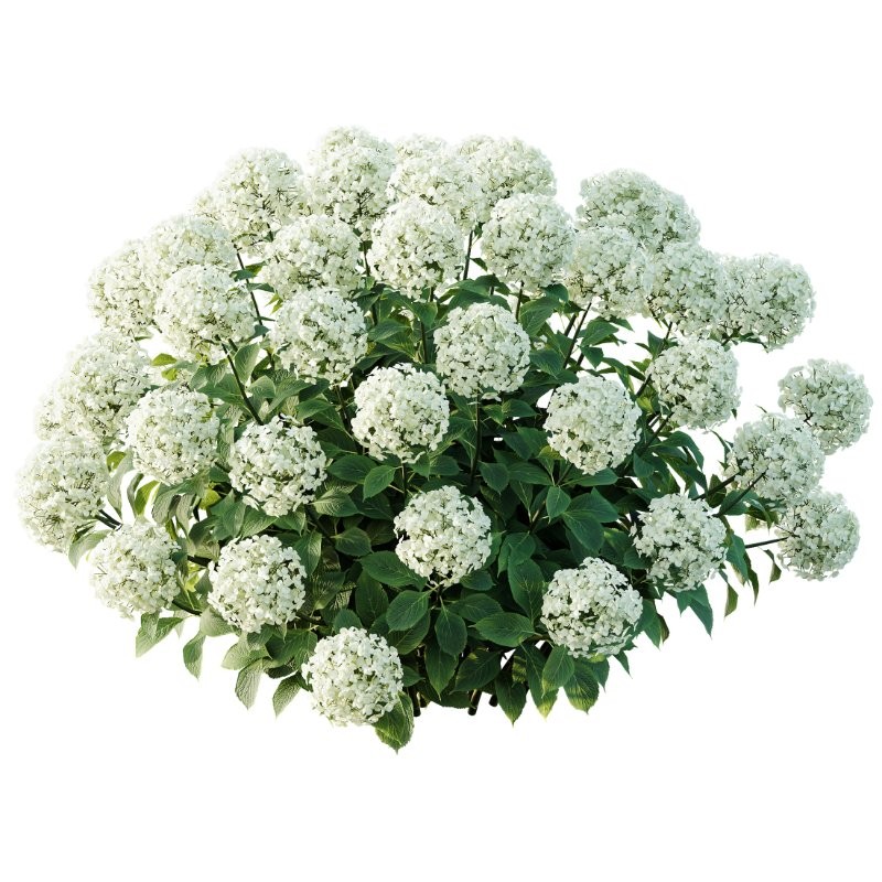 AV Smooth Wild Hydrangea and Lavandula Pedunculata - Image 2