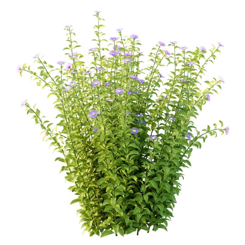 Aster tataricus tatarian aster Plants 01 - Image 3