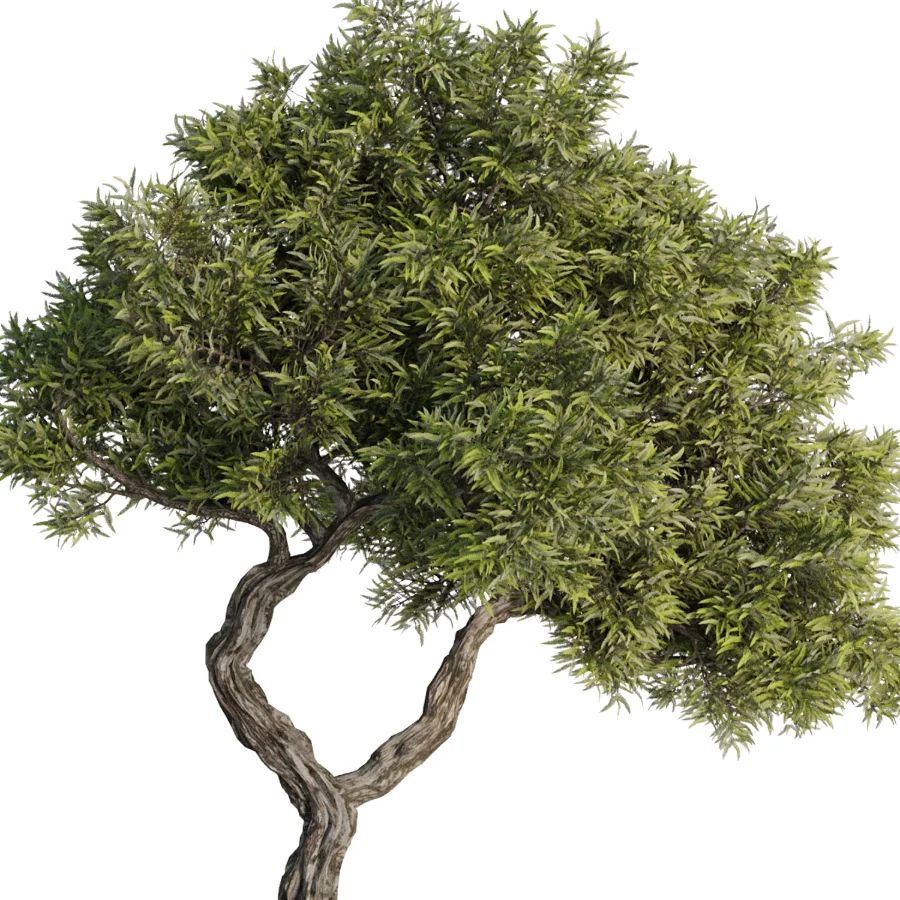 Tree Set40 - Image 5