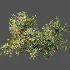 AV Plant Bush Bilberry Vaccinium Myrtillus Flower - Thumbnail 5