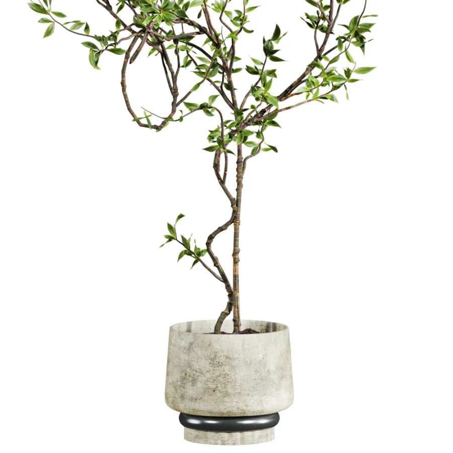 potted tree plant - Image 2