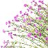 Verbena Bonariensis Plant 05 - Thumbnail 3