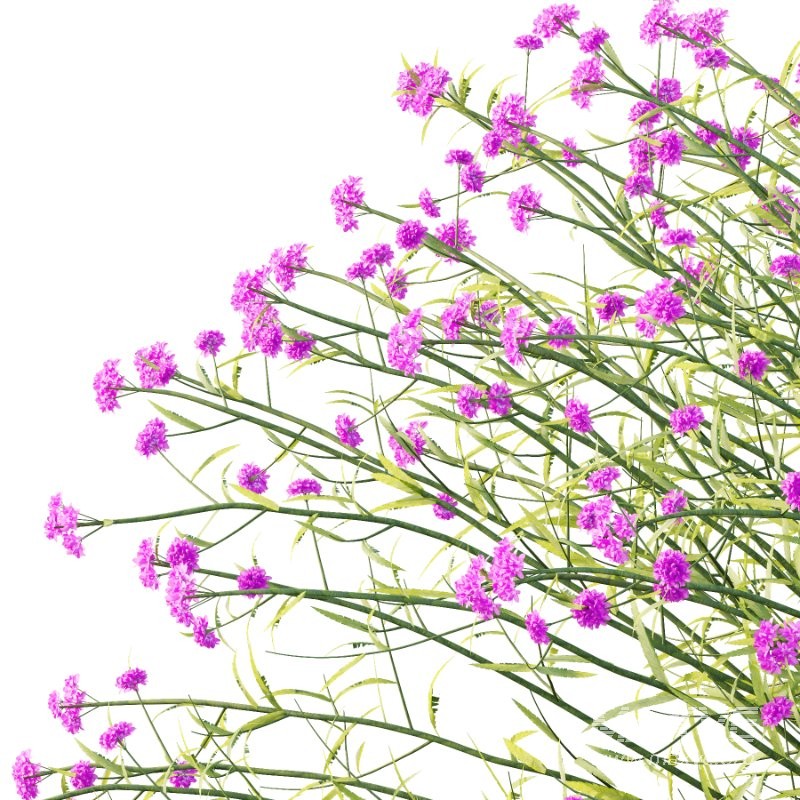 Verbena Bonariensis Plant 05 - Image 3