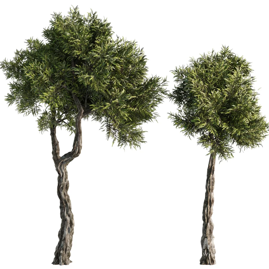 Tree Set41 - Image 1