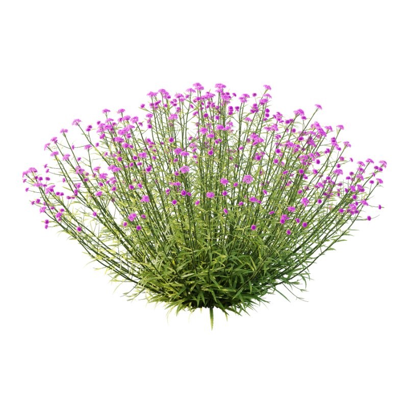 Verbena Bonariensis Plant 04 - Image 2