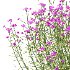 Verbena Bonariensis Plant 03 - Thumbnail 2
