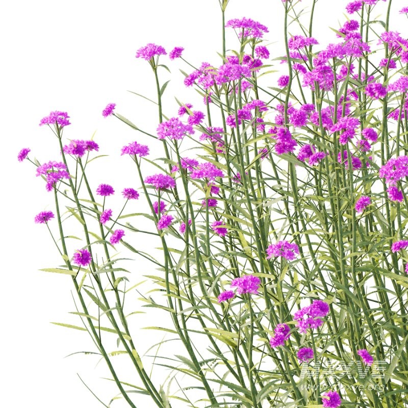 Verbena Bonariensis Plant 03 - Image 2