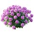 AV Smooth Wild Hydrangea and Lavandula Pedunculata - Thumbnail 4