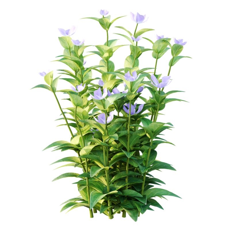 Vinca Minor Plant 01 - Image 4