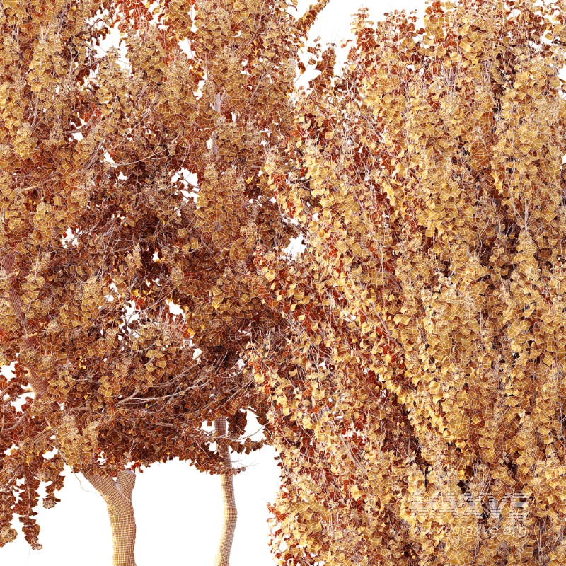 AV Acer X freemanii Freeman Maple Sapindaceae - Image 5