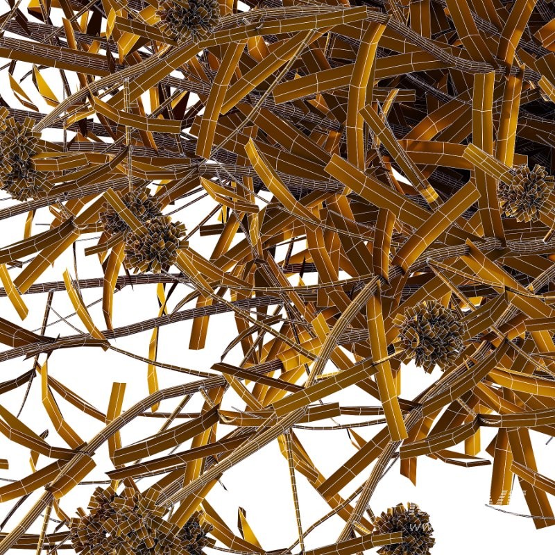 Verbena Bonariensis Plant 05 - Image 4