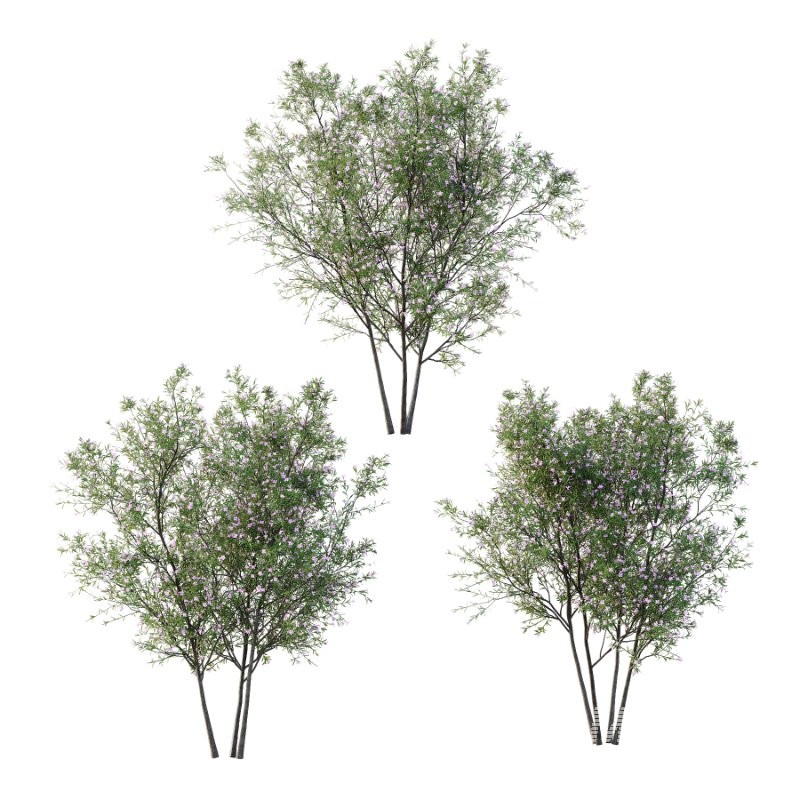 nerium oleander pink tree 01 - Image 1