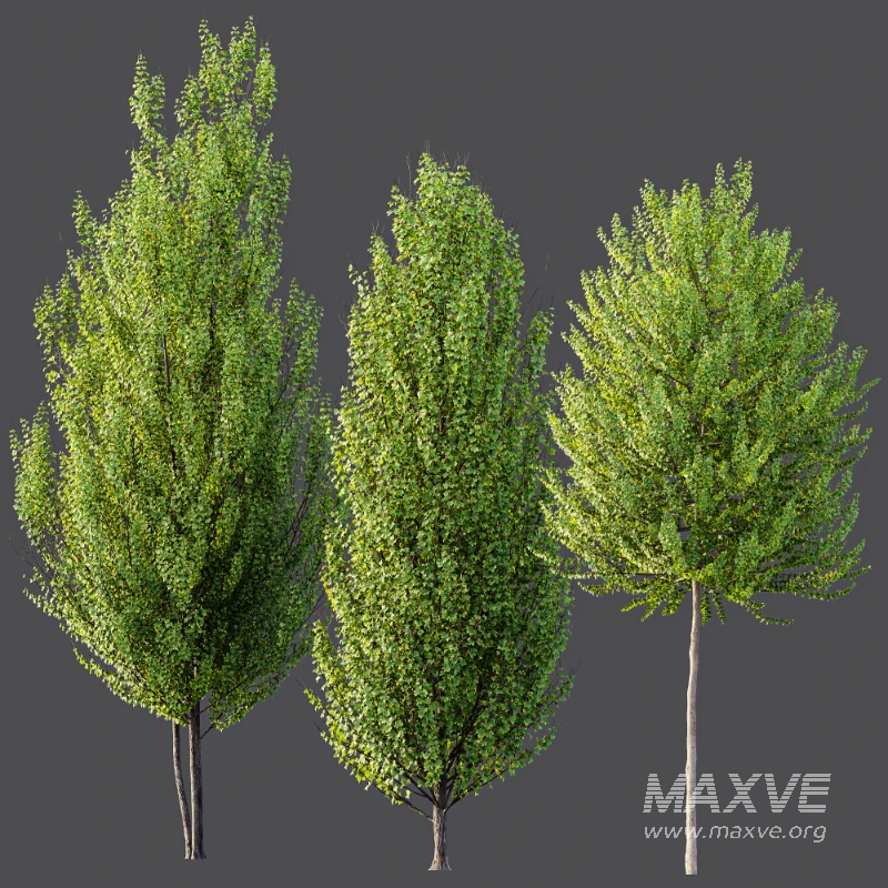 AV Acer X freemanii Freeman Maple Sapindaceae Autumn Blaze - Image 5