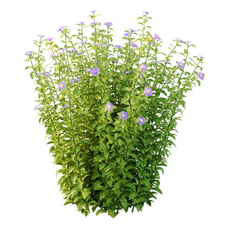 Aster tataricus tatarian aster Plants 01 - Image 4