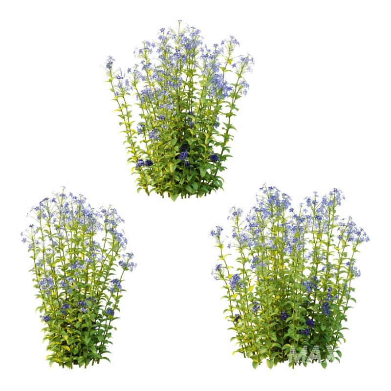 Borago officinalis Plants 01 - Image 5