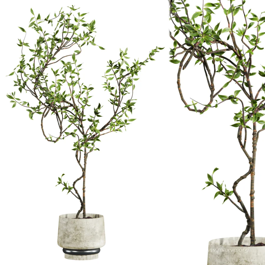 potted tree plant - Image 3