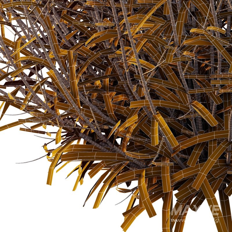 Verbena Bonariensis Plant 03 - Image 3