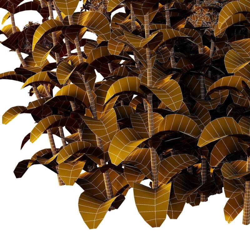 Borago officinalis Plants 01 - Image 4