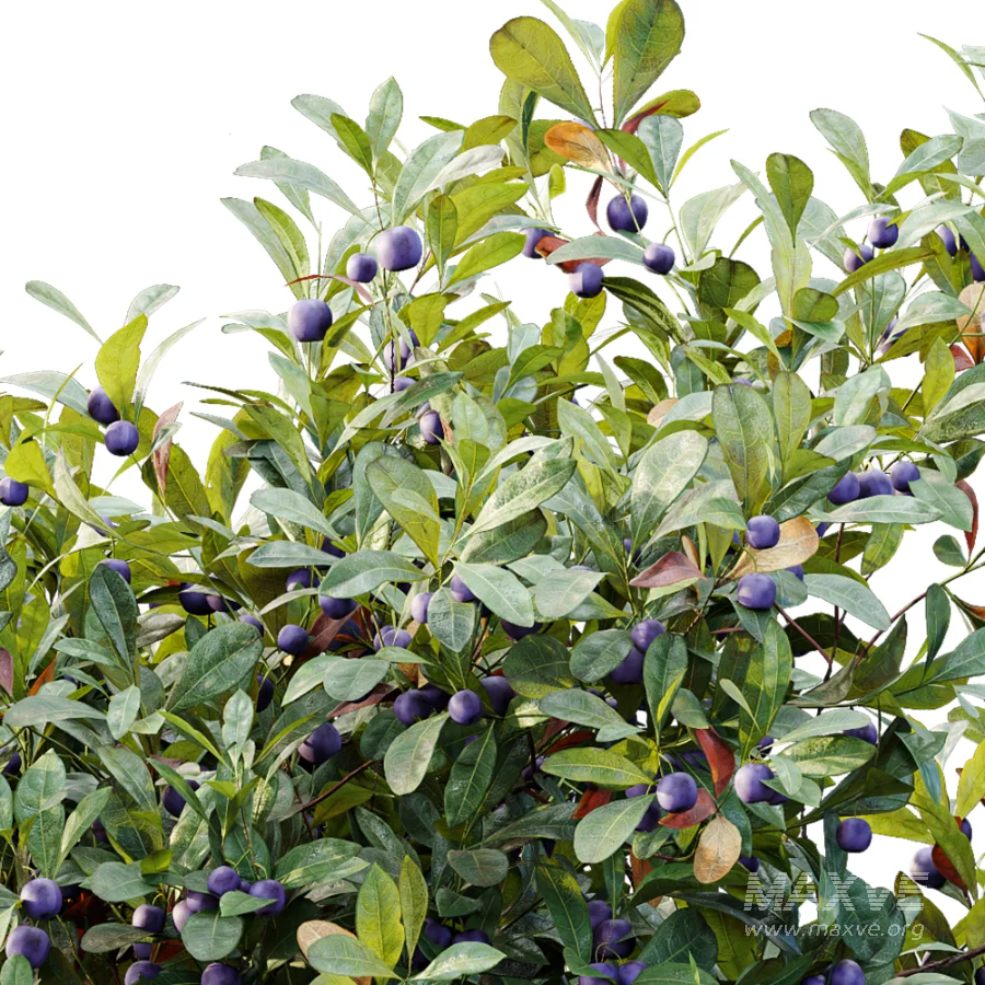 AV Plant Bush Bilberry Vaccinium Myrtillus Fruit - Image 6